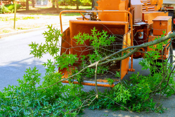 Best Tree Stump Removal  in , GA